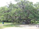 Spanish Moss.jpg